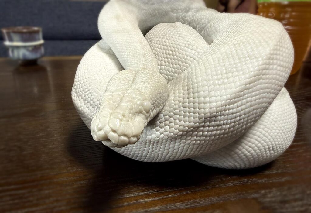 蛇の彫刻