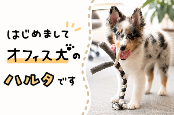 はじめまして、オフィス犬ハルタです!